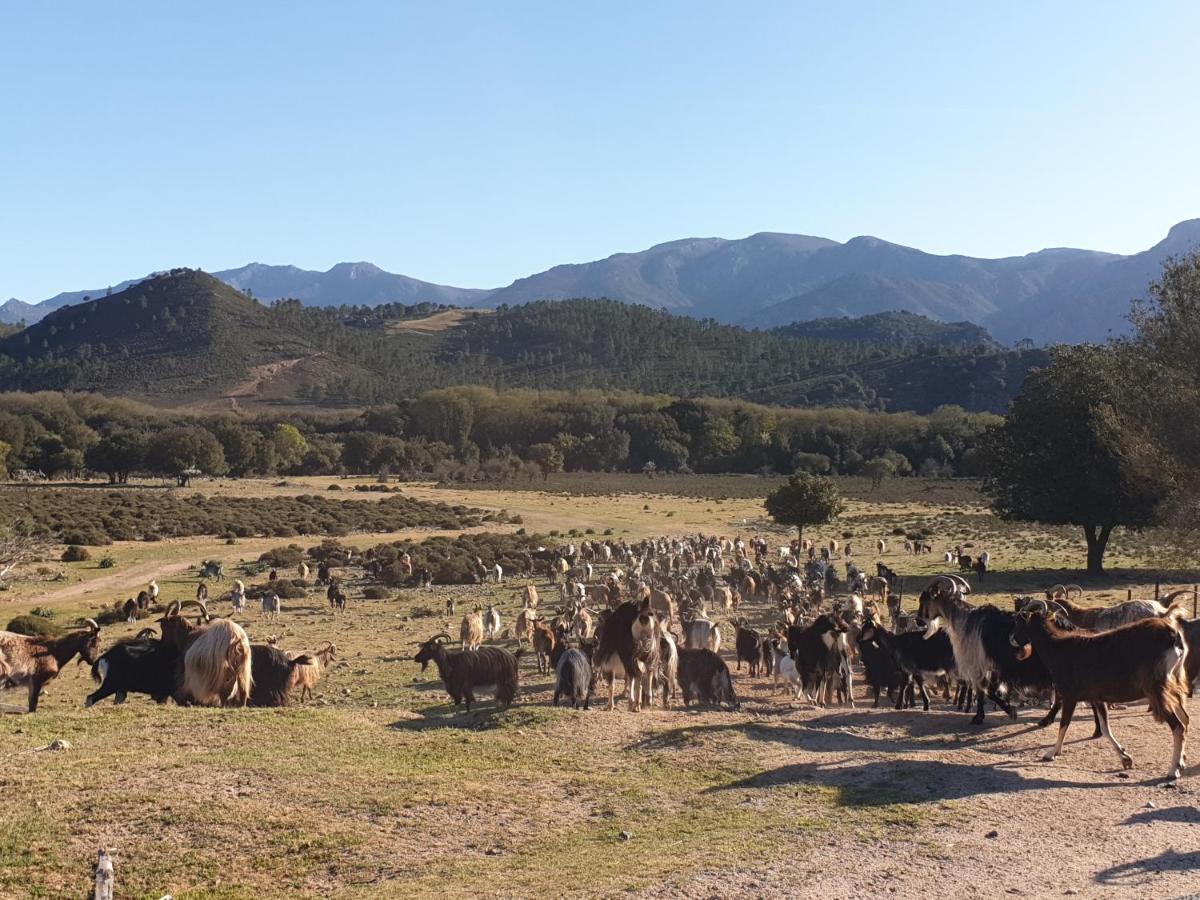 Domaine U Filanciu - Casa Chiara - Centru Di Corsica Villa Moltifao Bagian luar foto